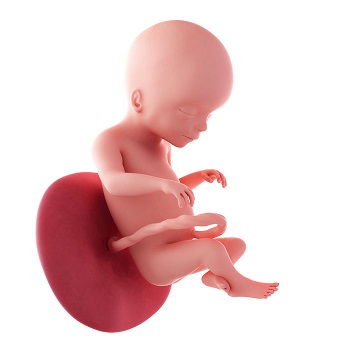 week 19 ontwikkeling foetus