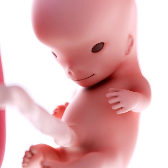 week 10 ontwikkeling foetus