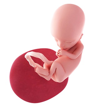 week 13 ontwikkeling foetus