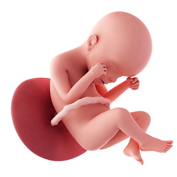 week 23 ontwikkeling foetus