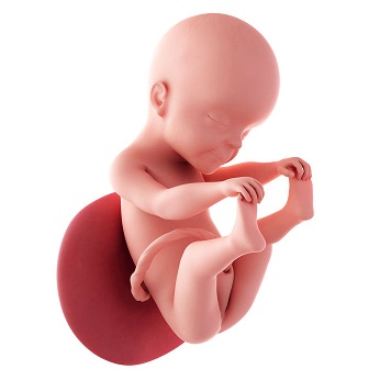 week 25 ontwikkeling foetus