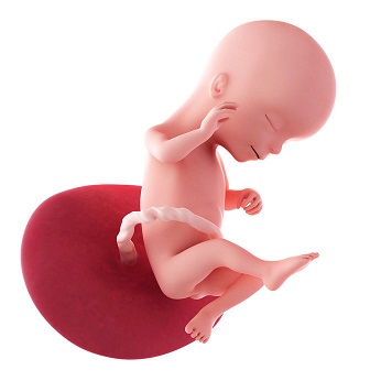 week 16 ontwikkeling foetus