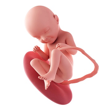week 33 ontwikkeling foetus