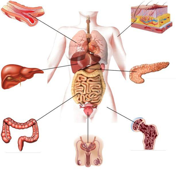 Mansour, G. (2019, 11 februari). Cystic fibrosis. Cancer Therapy Advisor.