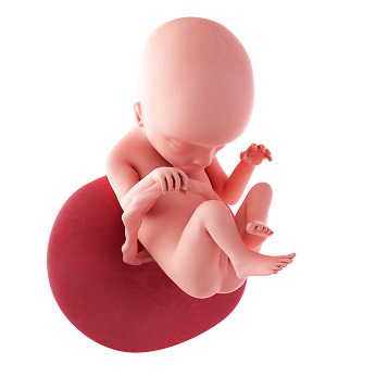week 18 ontwikkeling foetus
