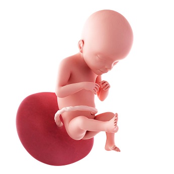 week 21 ontwikkeling foetus