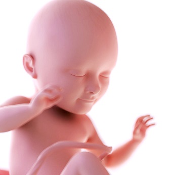 week 34 ontwikkeling foetus