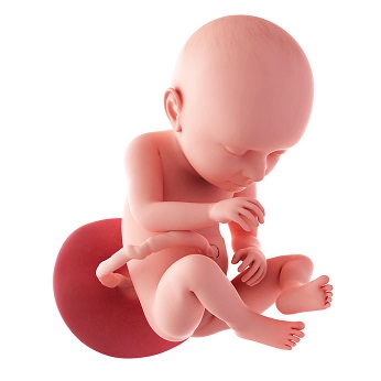 week 37 ontwikkeling foetus