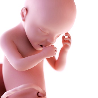 week 27 ontwikkeling foetus