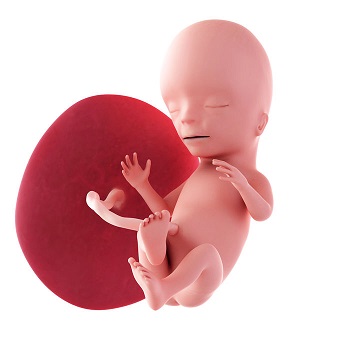 week 15 ontwikkeling foetus
