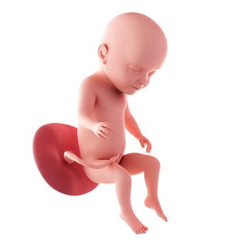 week 27 ontwikkeling foetus