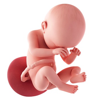week 37 ontwikkeling foetus