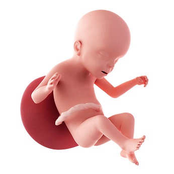 week 23 ontwikkeling foetus