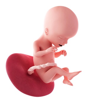 week 17 ontwikkeling foetus