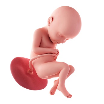 week 32 ontwikkeling foetus
