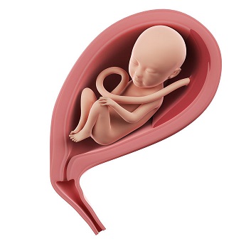 week 22 ontwikkeling foetus